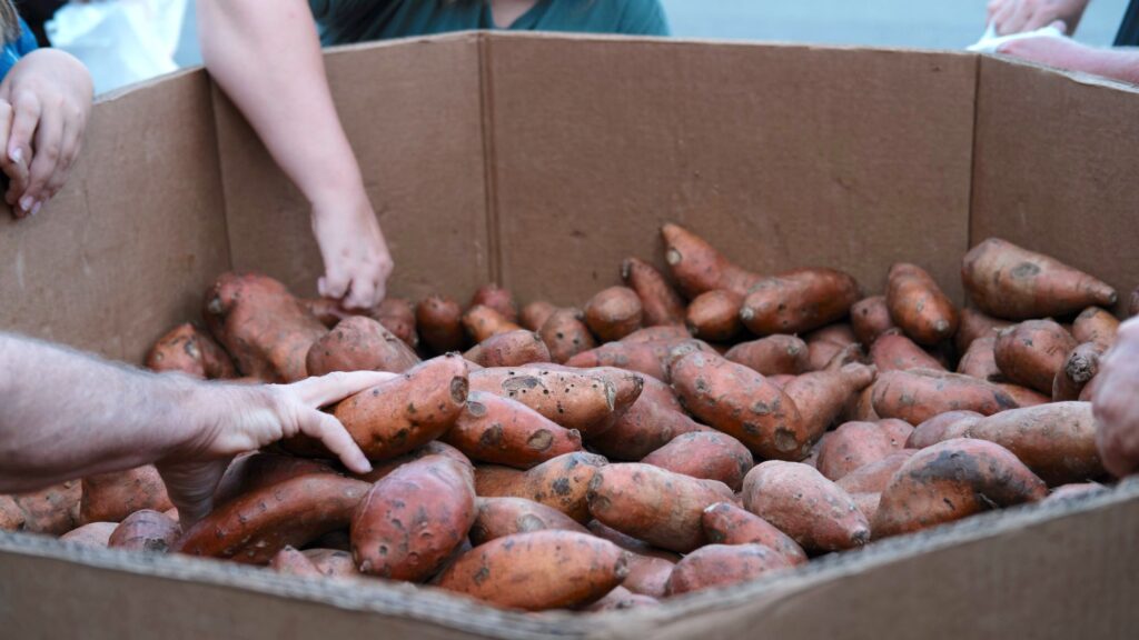 Volunteers sort a large cardboard gaylord box of sweet potatoes